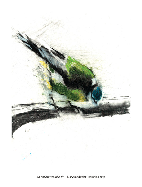 Blue Tit
