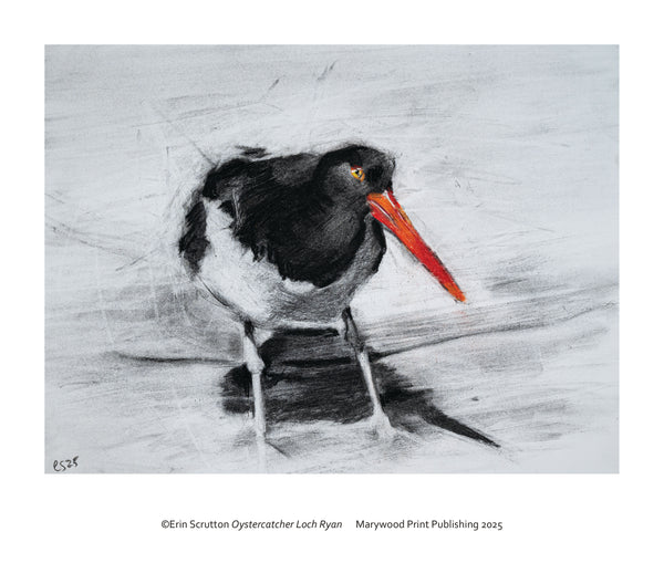 Oystercatcher, Loch Ryan